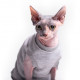 Майка без рукава Style Pets Martin для котів, розмір L+