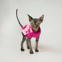 Кофта Style Pets Angry Birds для кошек, цвет розовый, размер L Кофта Style Pets Angry Birds для кошек, цвет розовый, размер L