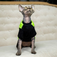 Кофта Style Pets FaceSPS для кошек, цвет зеленый, размер S