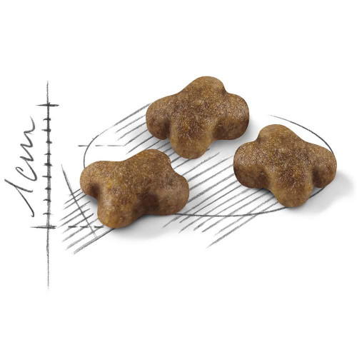 Сухий корм Royal Canin Kitten для кошенят від 4 до 12 місяців, 2 кг