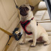 Автомобільний ремінь безпеки Ferplast Dog Travel Belt для собак дрібних і середніх порід, 40 мм, 50 см