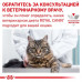 Вологий корм Royal Canin Urinary S/O при сечокам'яній хворобі у кішок, паштет, 85 г