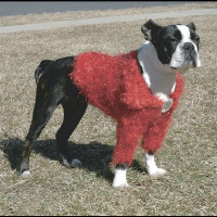 Кофточка Doggyduds Shaggy Shrug для собак середніх і дрібних порід, розмір M, жовта Кофточка Doggyduds Shaggy Shrug для собак середніх і дрібних порід, розмір M, жовта