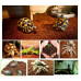 Субстрат тропічний Komodo Tropical Terrain, 6 л