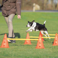 Набор препятствий Trixie Dog Activity для собак, пластик, оранжевый и жёлтый, 78 см, 23×30 см Набор препятствий Trixie Dog Activity для собак, пластик, оранжевый и жёлтый, 78 см, 23×30 см