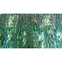 Фон двосторонній Trixie, для тераріумів, 60 × 150 см Фон двосторонній Trixie, для тераріумів, 60 × 150 см