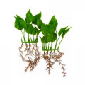 Декорация Hagen Anubias Nana, растение пластиковое, 15 см
