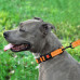 Нашийник BronzeDog Active, для собак, нейлоновий, фастекс пластик, помаранчевий, 25-33×1.6 см