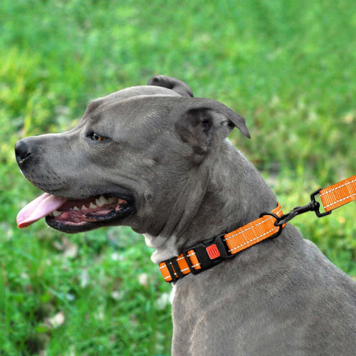 Нашийник BronzeDog Active, для собак, нейлоновий, фастекс пластик, помаранчевий, 35-53×2.5 см