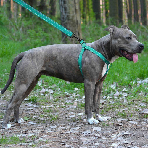 Шлея BronzeDog Active для собак, світловідбиваючий нейлон, бірюзовий, 45-60 см