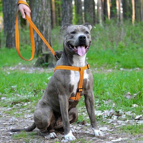 Шлея BronzeDog Active для собак, світловідбиваючий нейлон, помаранчевий, 45-60 см
