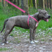 Шлея BronzeDog Active для собак, світловідбиваючий нейлон, рожевий, 57-73 см