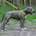 Шлея BronzeDog Active для собак, світловідбиваючий нейлон, салатовий, 45-60 см