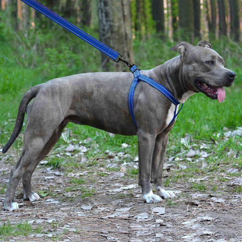 Шлея BronzeDog Active для собак, світловідбиваючий нейлон, синій, 40-53 см