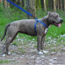 Шлея BronzeDog Active для собак, світловідбиваючий нейлон, синій, 40-53 см