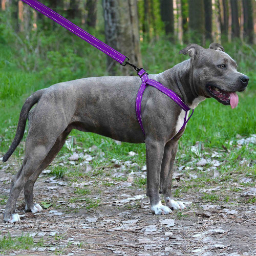 Шлея BronzeDog Active для собак, світловідбиваючий нейлон, фіолетовий, 40-53 см