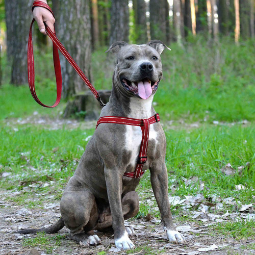 Шлея BronzeDog Active для собак, світловідбиваючий нейлон, червоний, 40-53 см