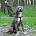 Шлея BronzeDog Active для собак, світловідбиваючий нейлон, чорний, 45-60 см