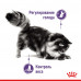 Вологий корм Royal Canin Appetite Control Care паштет, для стерилізованих котів, 85 г