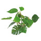 Рослина акваріумна Amtra Replica anubias штучна, для акваріумів, 20 см