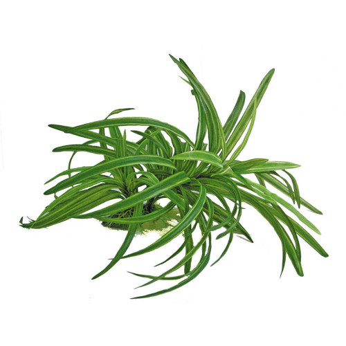 Растение аквариумное Amtra Replica dracena искусственное, для аквариумов, 25 см