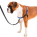 Шлейка Ferplast Coach P L Harness Blue для дресирування, A: 33x43 см, B: 64x91 см