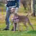Шлейка Ferplast Coach P L Harness Blue для дресирування, A: 33x43 см, B: 64x91 см