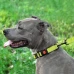 Нашийник BronzeDog Active, для собак, нейлоновий, фастекс пластик, салатовий, 43-66×2.5 см